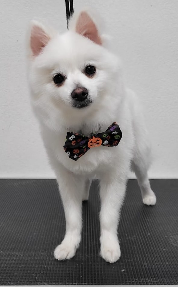 Image showcasing Best Cheap Dog Grooming Near Me - Yelp
