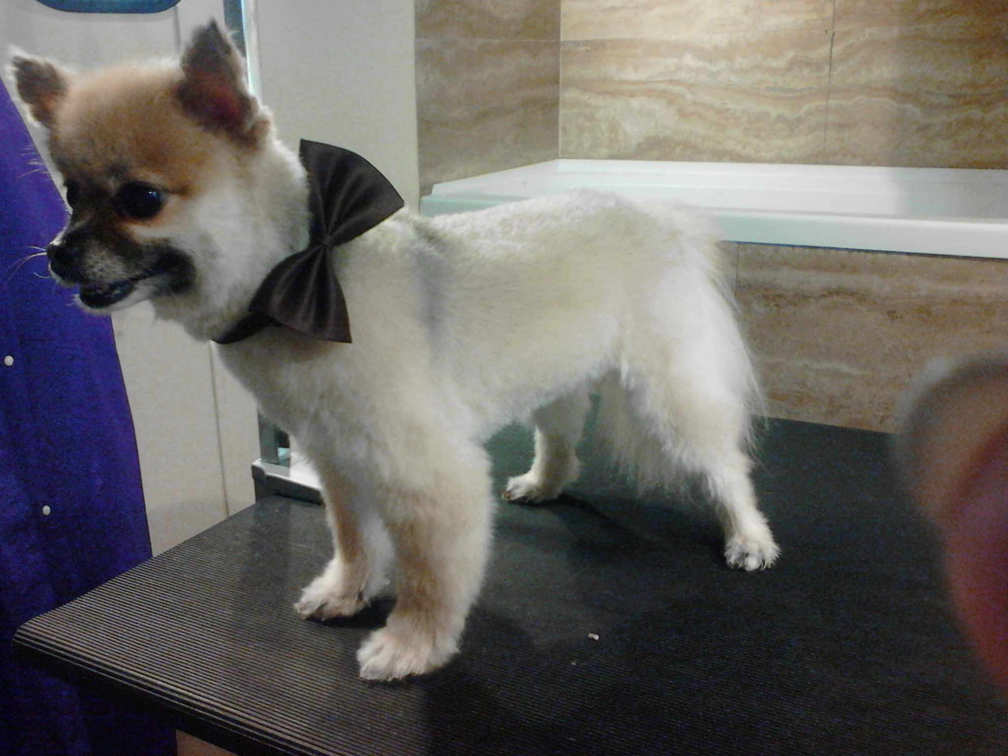 Online booking by GrooMore