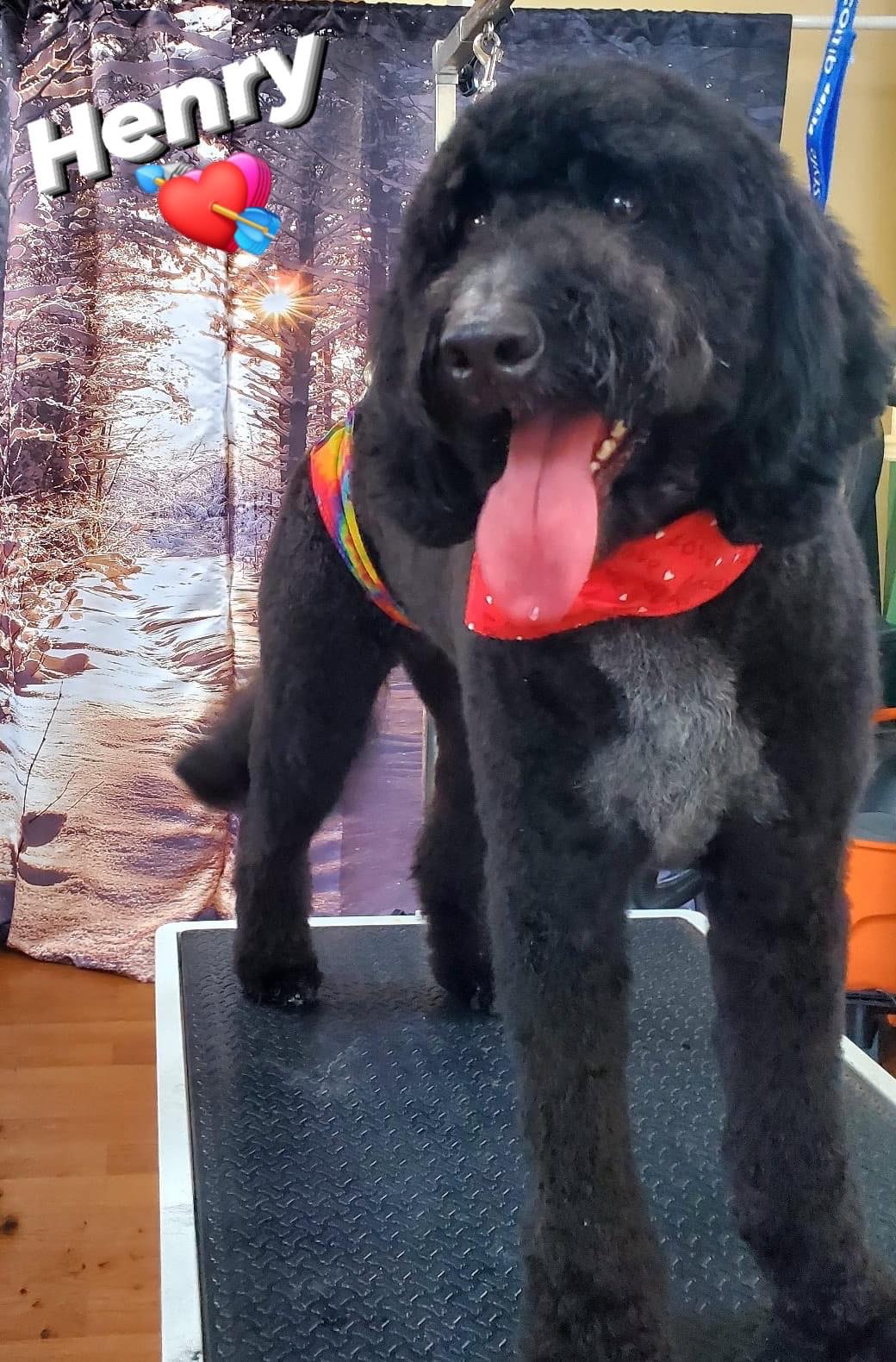 Online booking by GrooMore