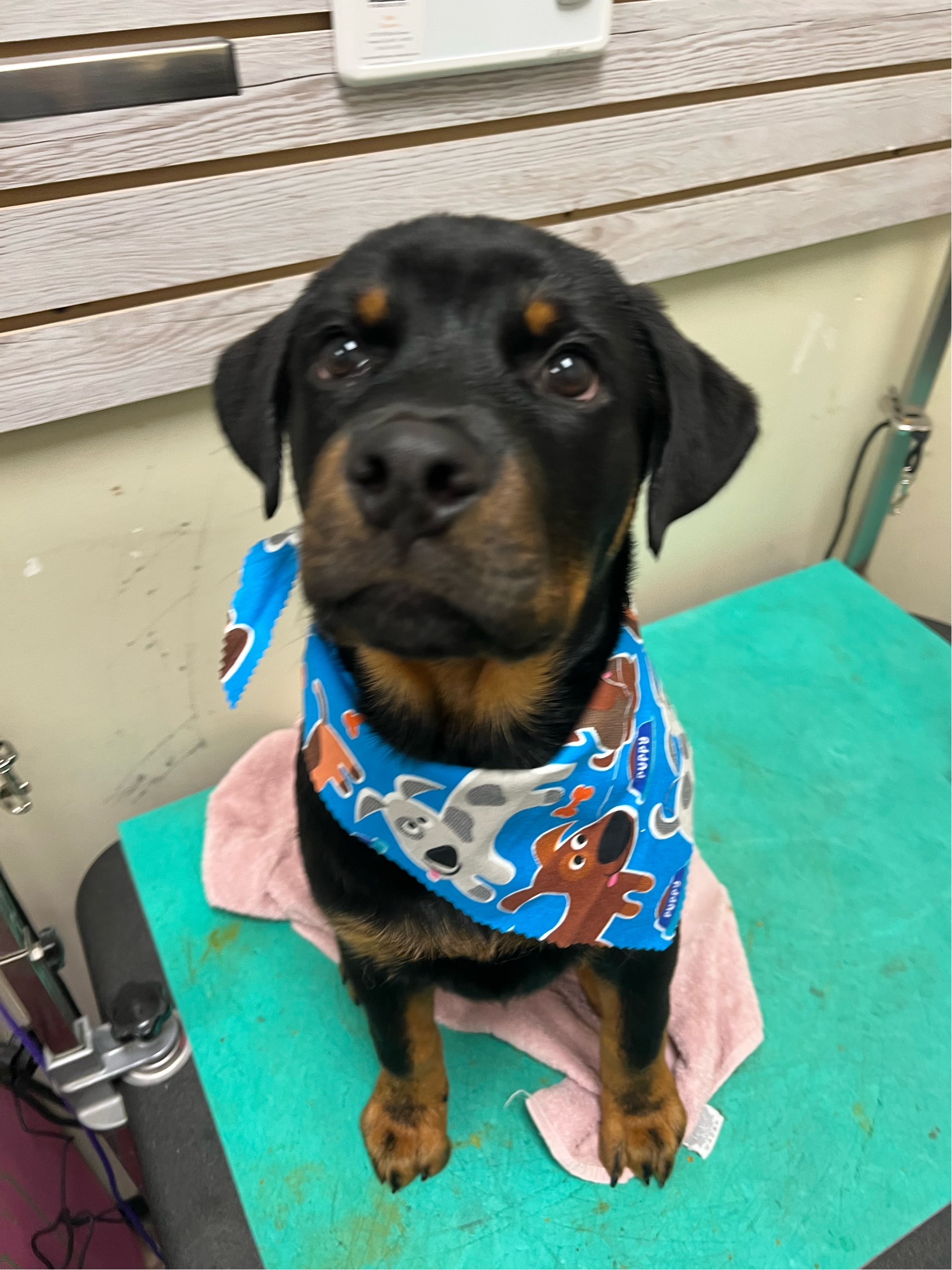 Online booking by GrooMore