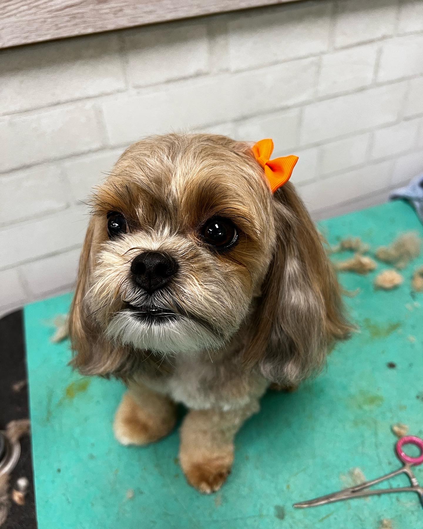 Online booking by GrooMore