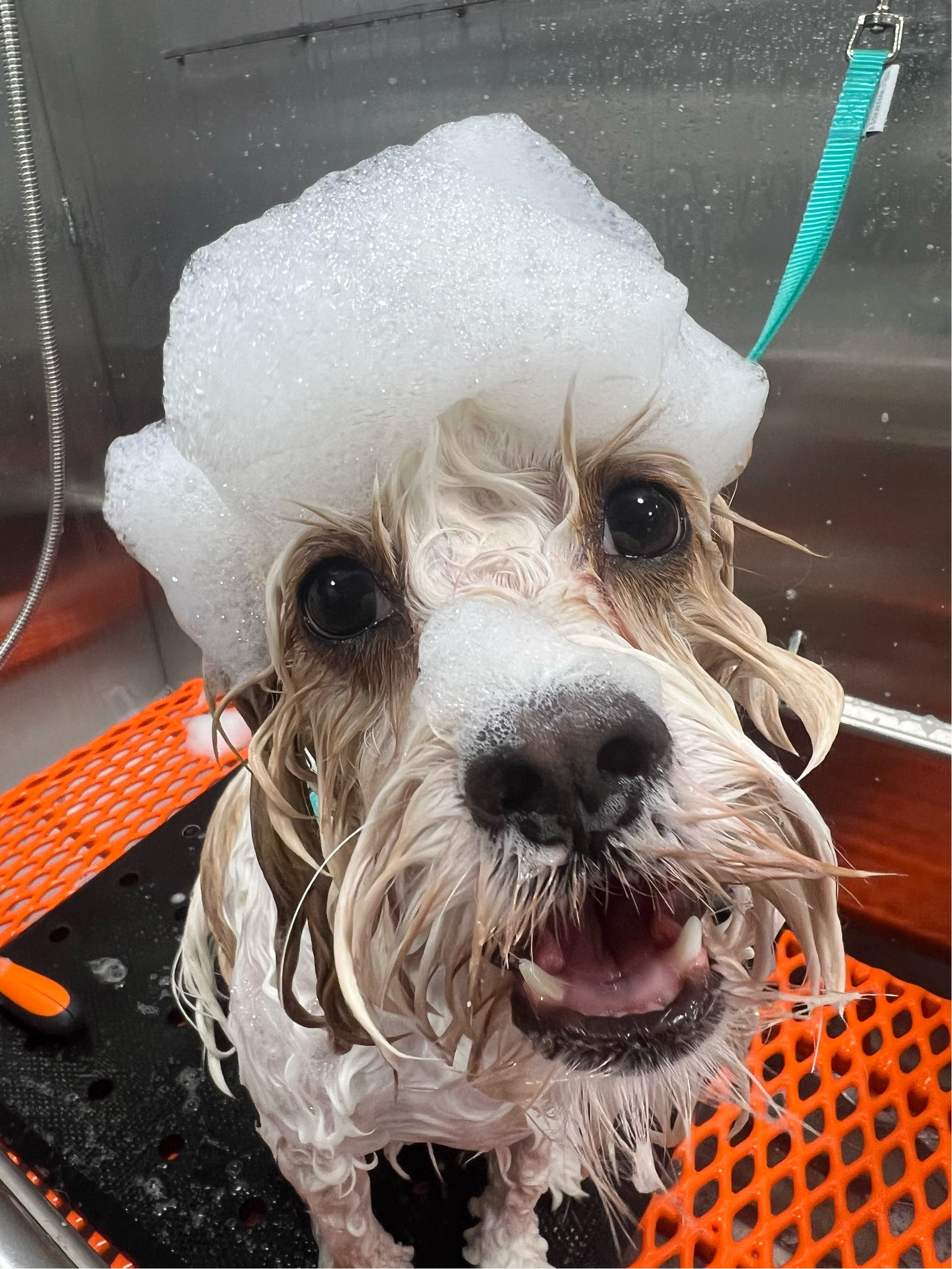 Online booking by GrooMore