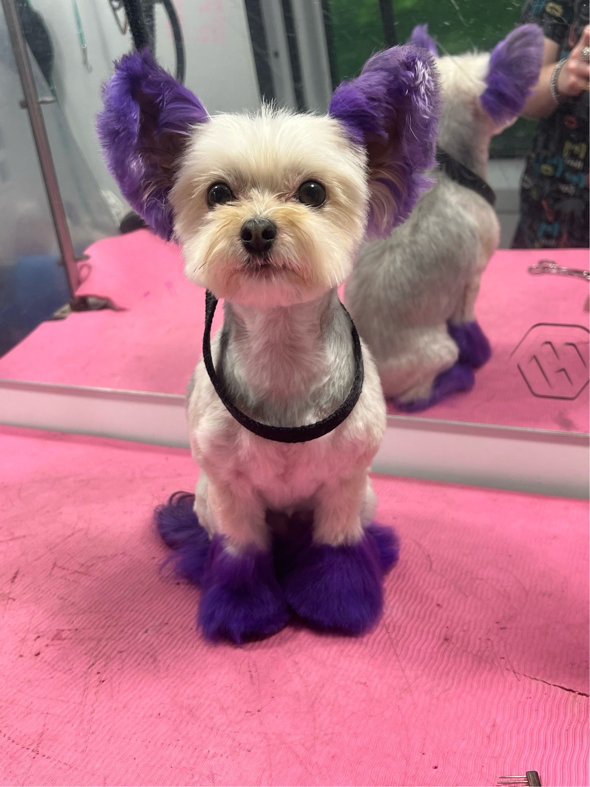 Online booking by GrooMore