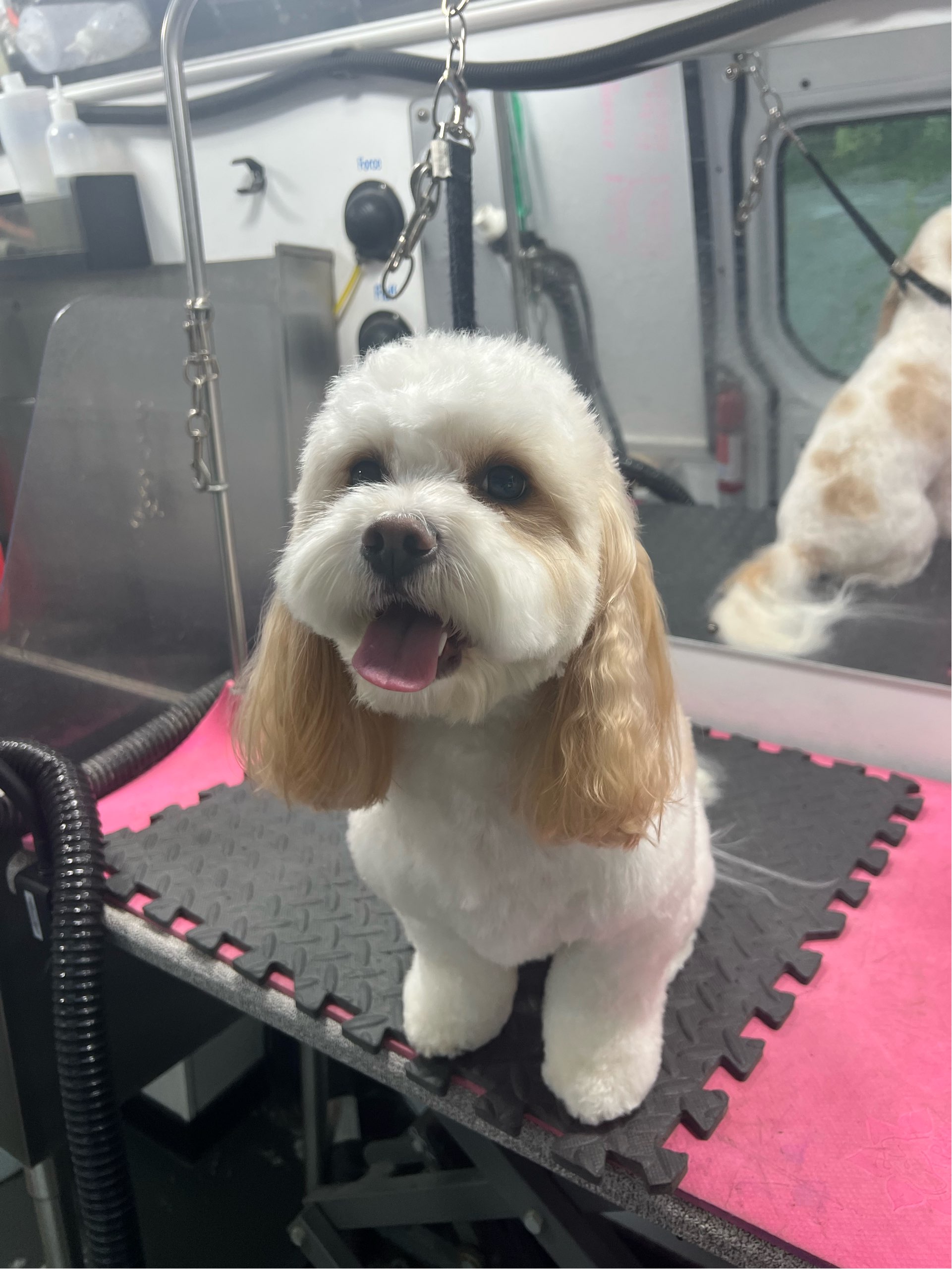 Online booking by GrooMore