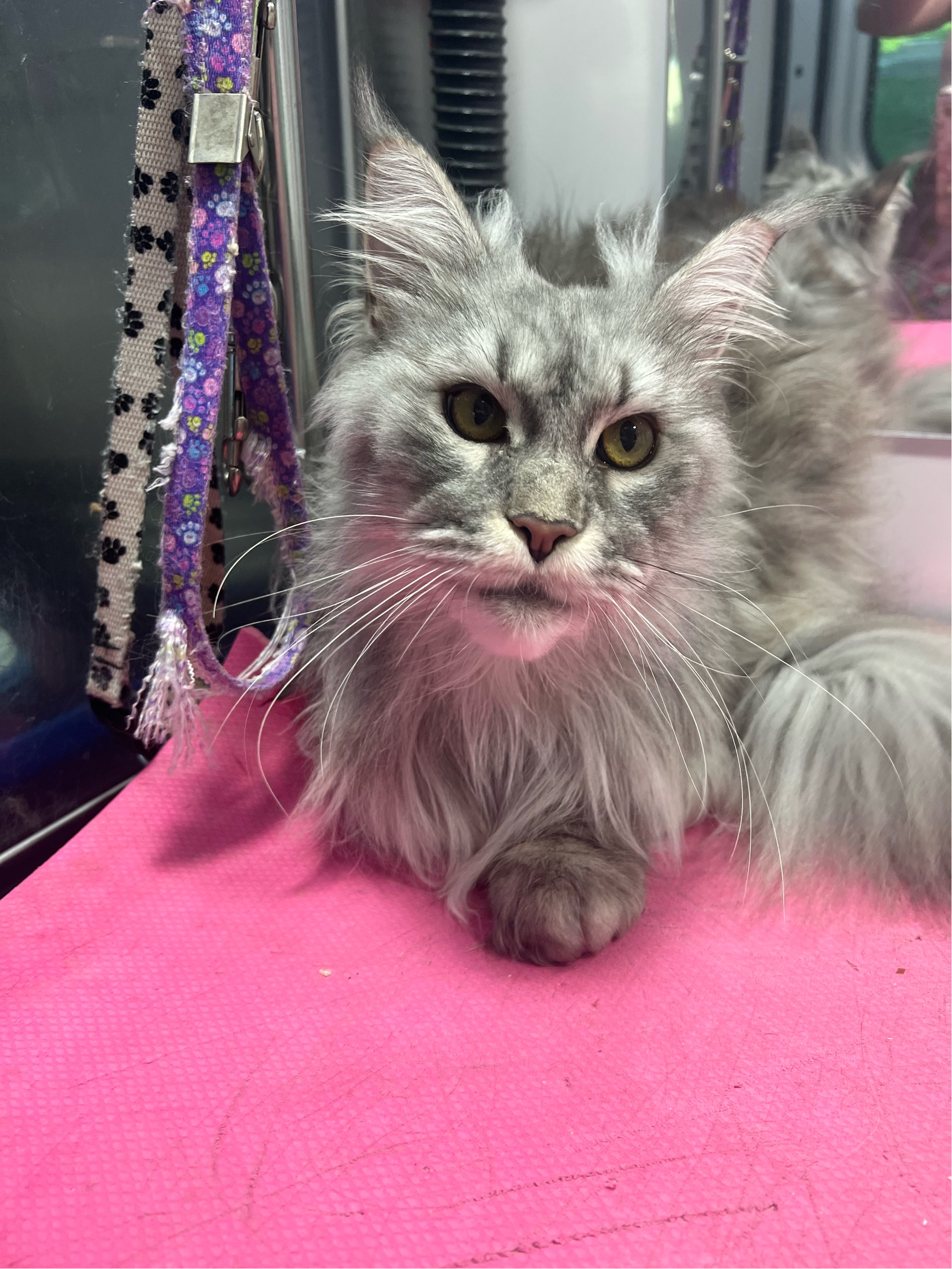 Online booking by GrooMore