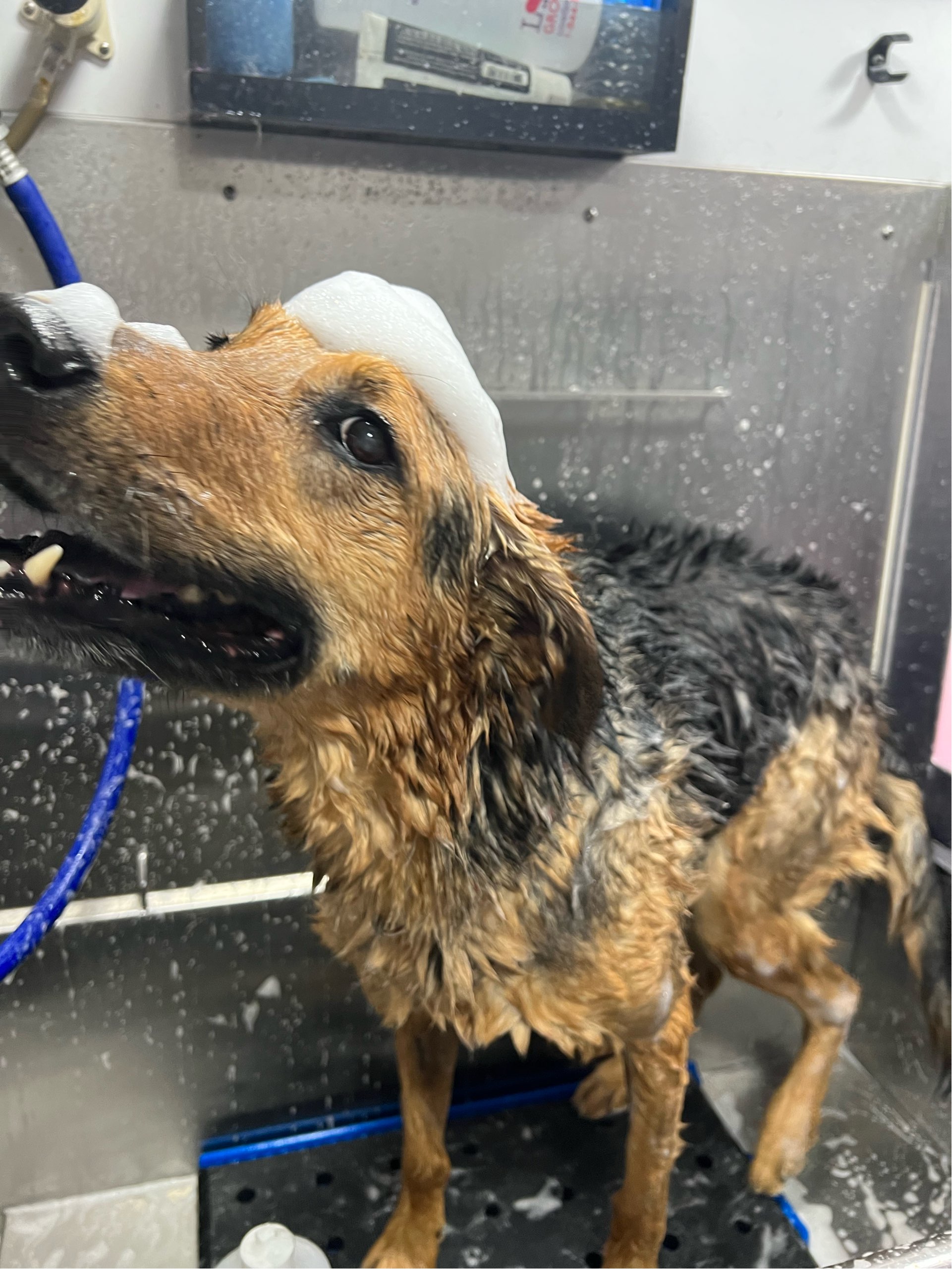 Online booking by GrooMore