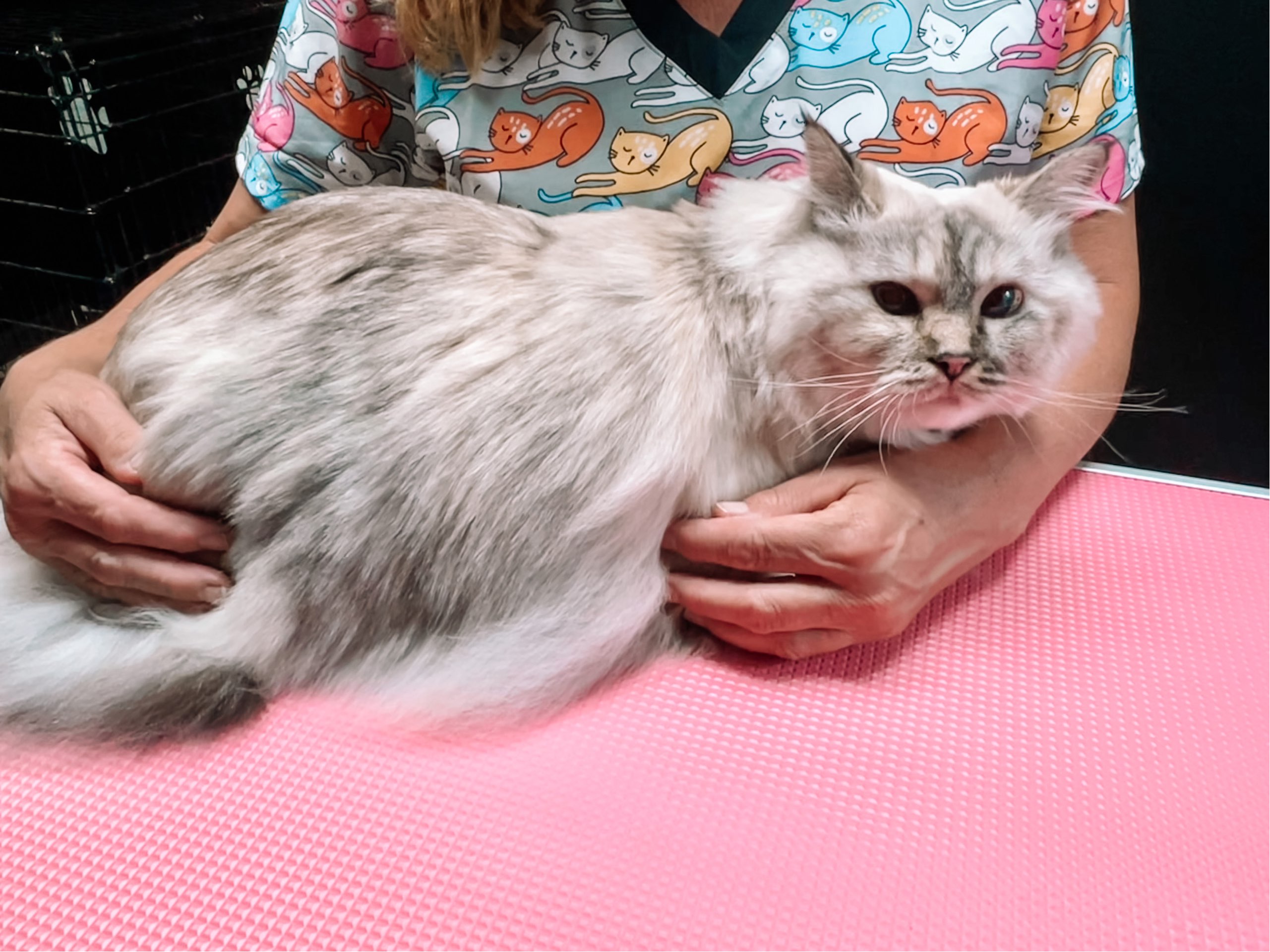 Online booking by GrooMore