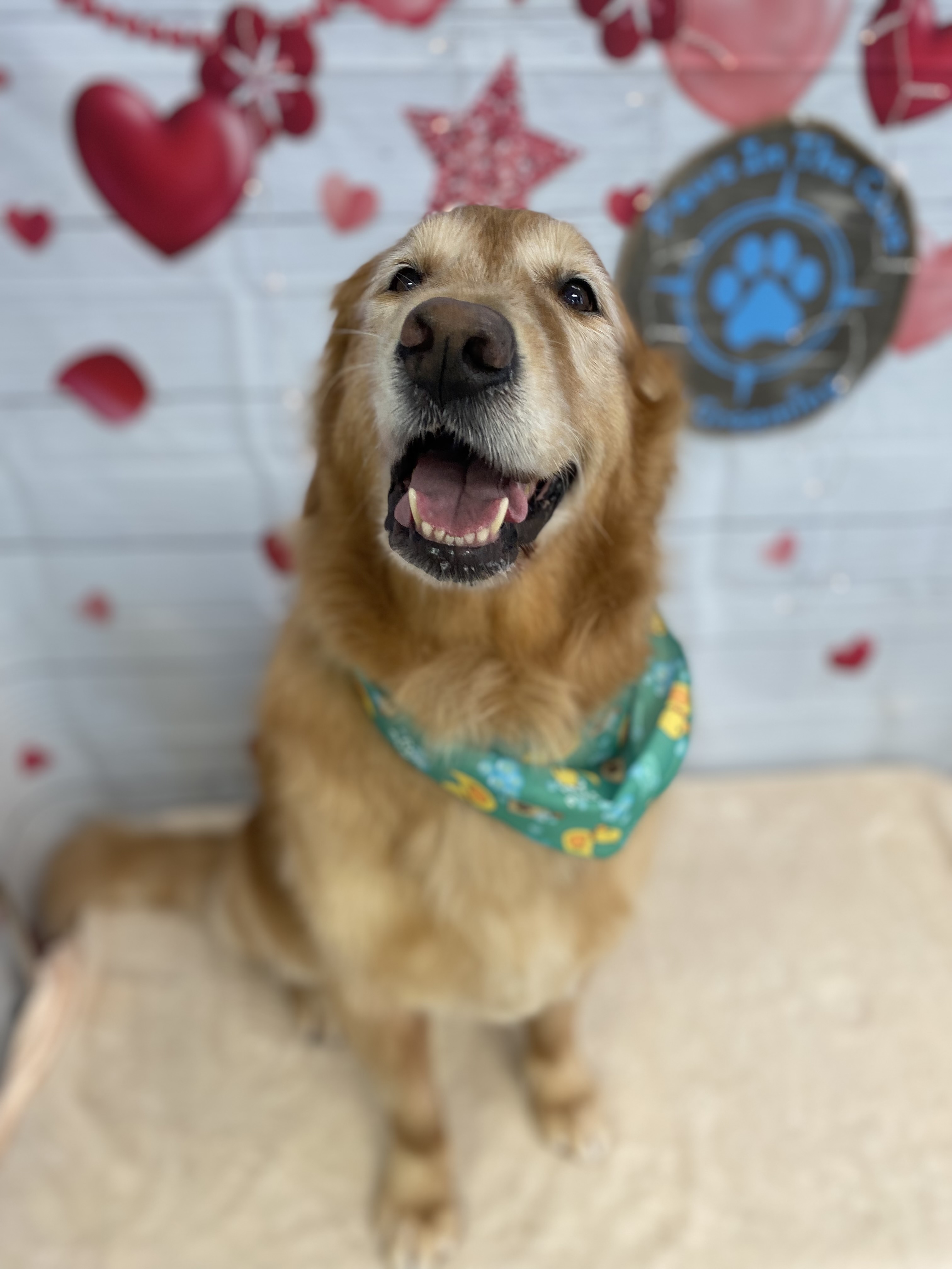 Paws in the Cove Pet Grooming dog grooming listing photo