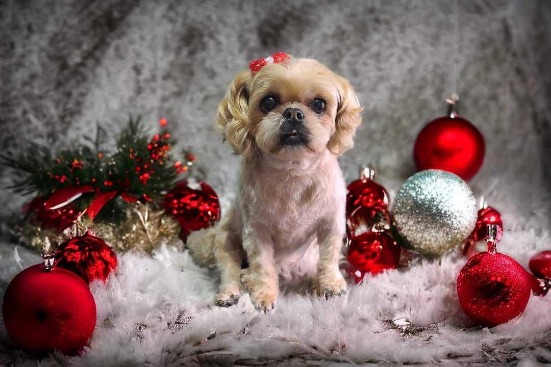 Online booking by GrooMore