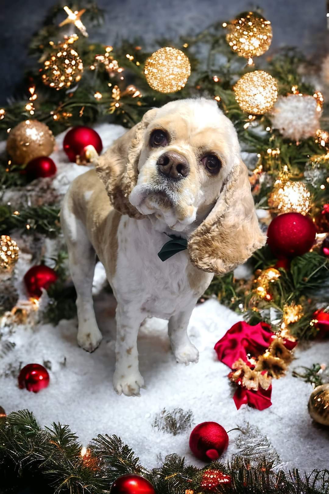 Online booking by GrooMore