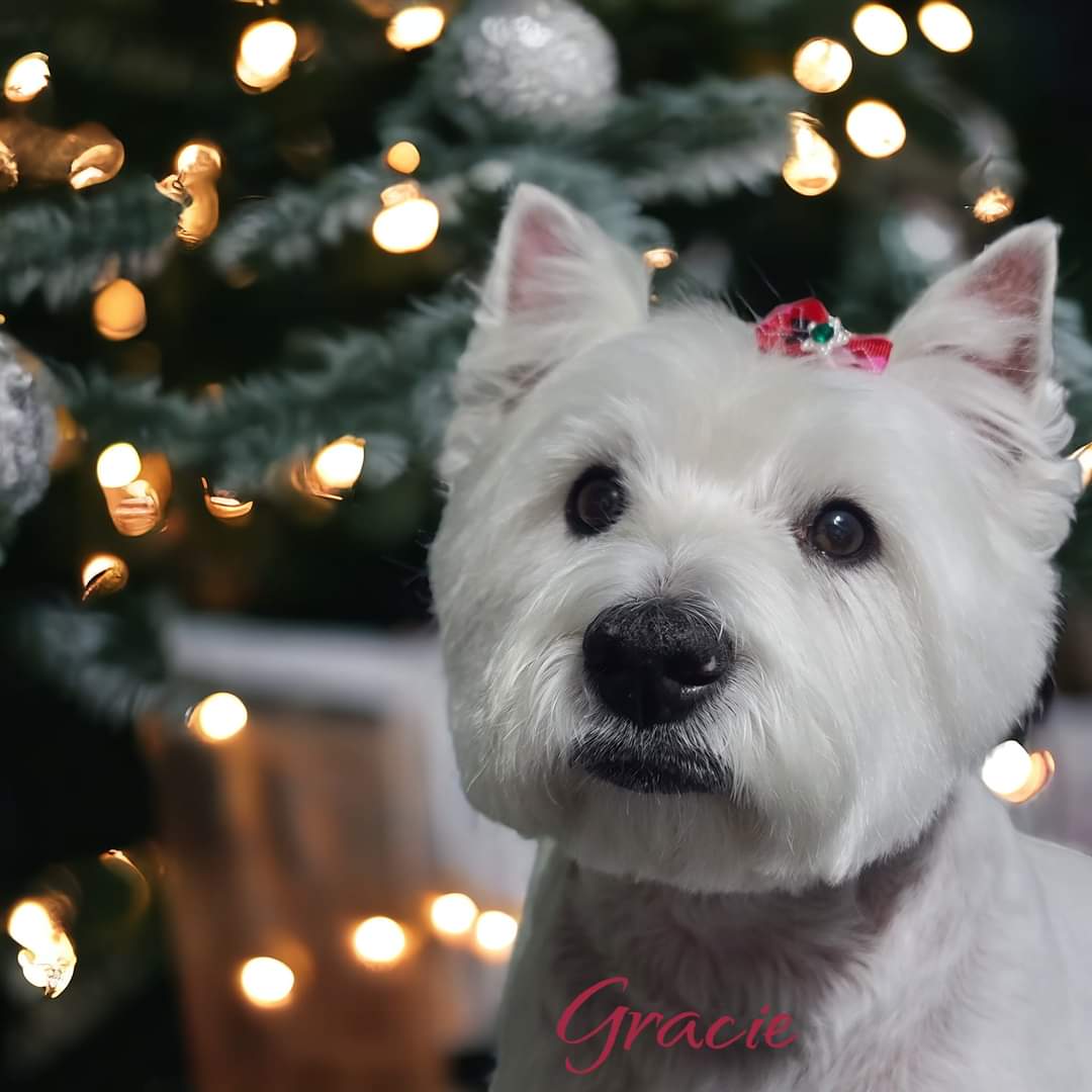 Online booking by GrooMore