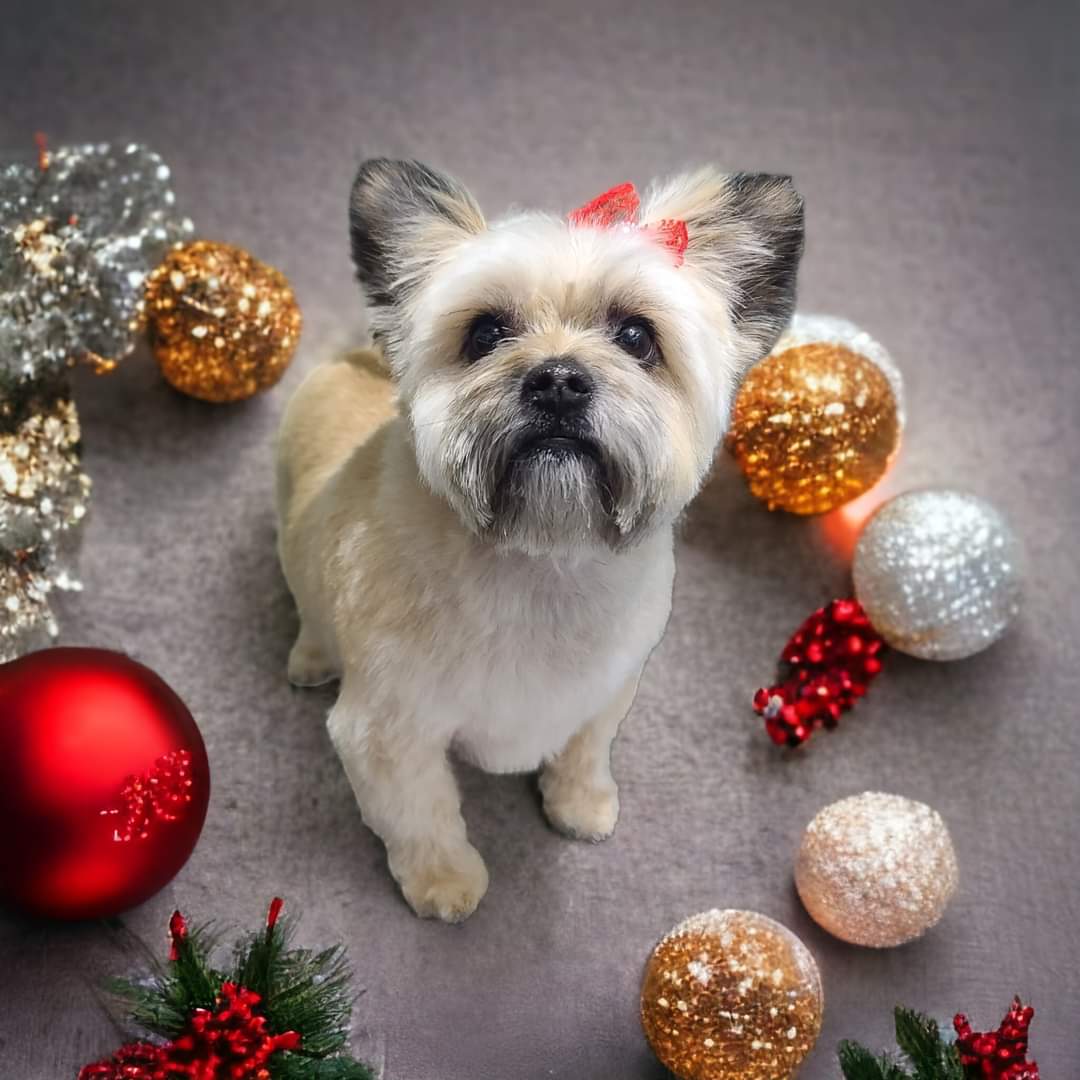 Online booking by GrooMore